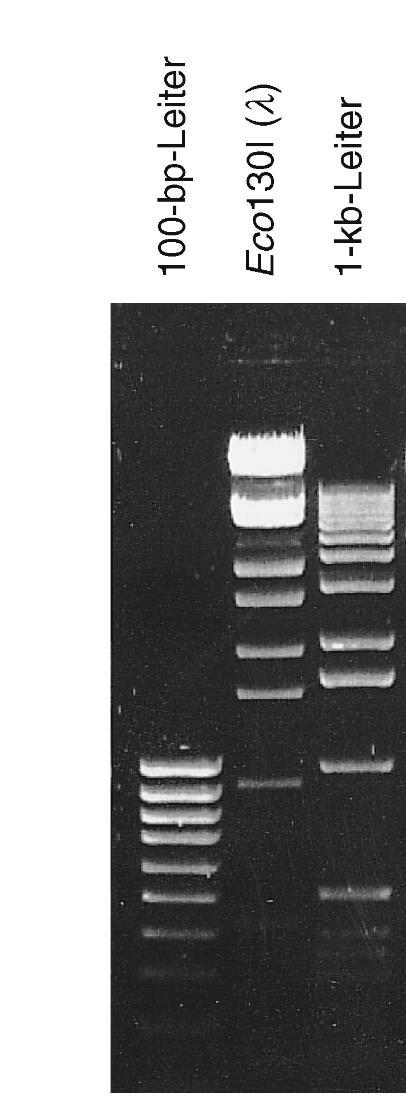 DNA-Gelelektrophorese: Verwendung von Größenmarkern Agarose-konzentration (%) Größe der linaren Nucleinsäure (bp) 0,3 1,0 70.000 0,5 700 45.000 0,8 400 20.000 1,0 300 10.000 1,2 200 8.