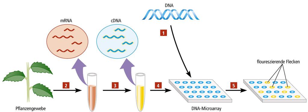 1. DNA-Bruchstücke auf Glasplatte 2. Isolation von m-rna 3.
