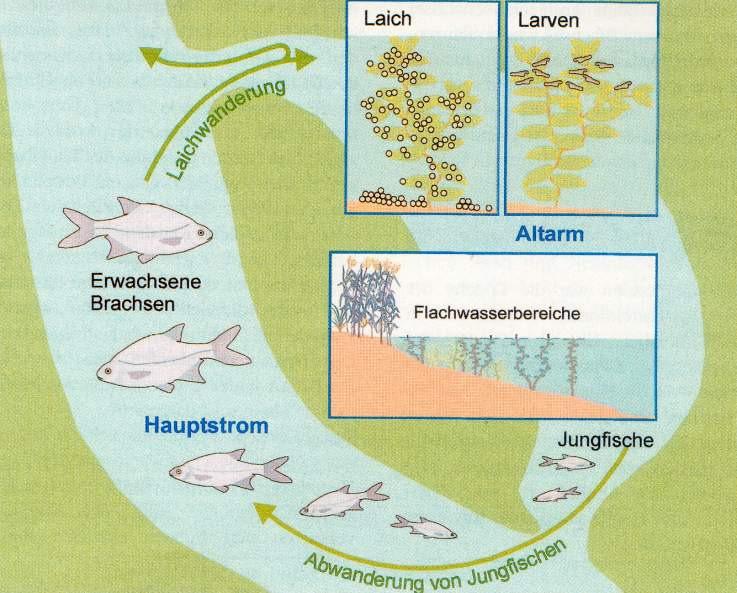 Lebenszyklus der Brachsen
