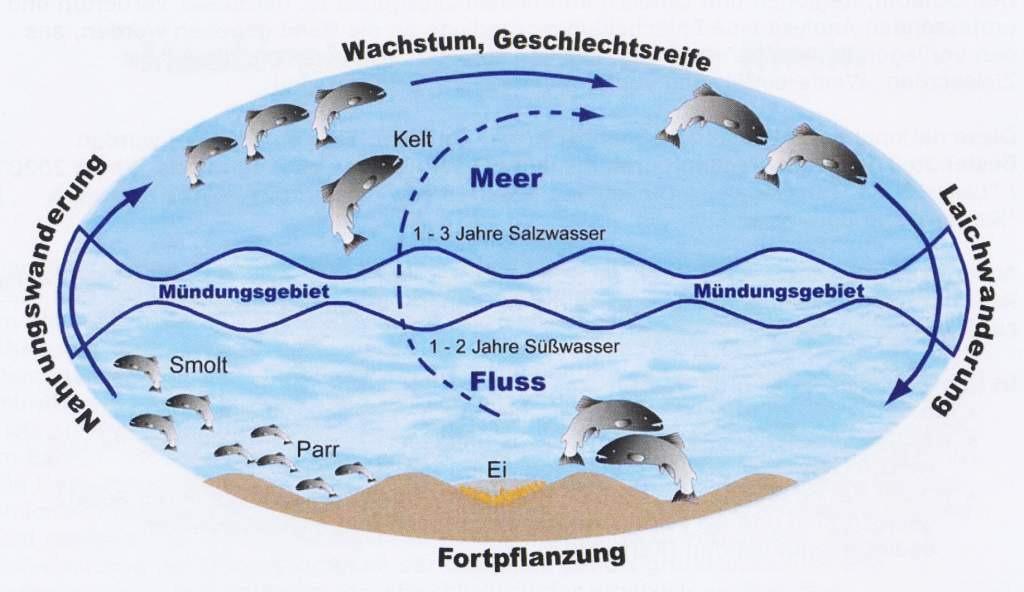 Lebenszyklus des Atlantischen Lachses Abb.