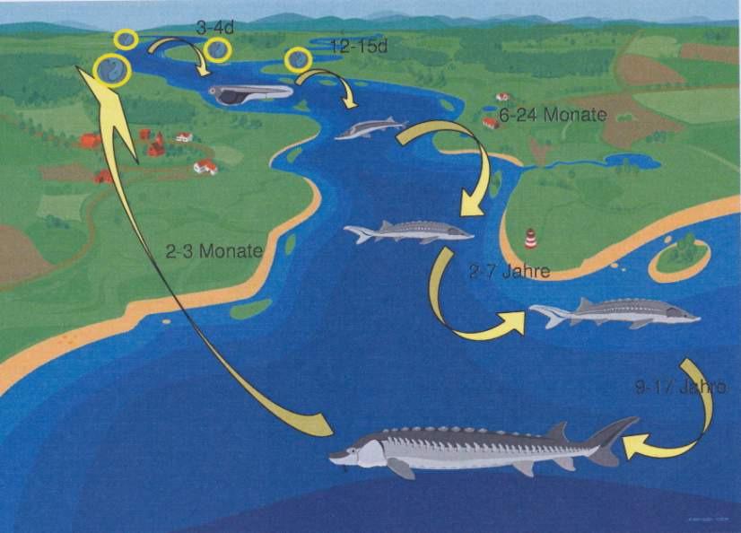 Lebenszyklus und Wanderungen des Europäischen Störs Abb.