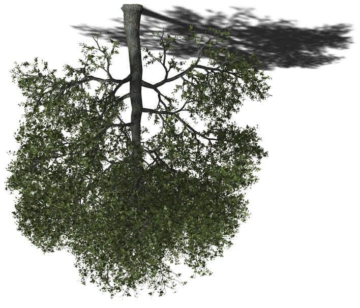 16. ZERR-EICHE ( Quercus cerris ) Baum, sommergrüner Laubbaum Gestalt: rundlich Verbreitung: zentraler und östlicher Mittelmeerraum (Italien, Griechenland, Türkei) Xfrog Modelle: 38 m, 15 m, 6 m
