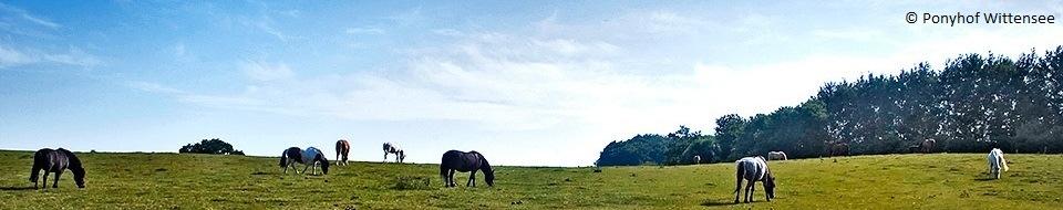 Wenn du sicher auf dem Pony sitzt, gibt es auch Ausritte in die umliegende Natur.