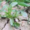 Stiefmütterchen Ehrenpreis, Acker Vogelmiere WIRKUNGSSPEKTRUM Herold SC bei 0,6 l/ha Windhalm Ehrenpreis-Arten Rispen-Arten Erdrauch