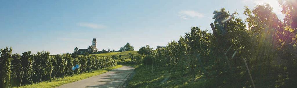 Willkommen im Blauburgunderland! An drei von vier Rebstöcken im Kanton Schaffhausen wächst die Blauburgundertraube. Nach ihr haben die Weinproduzenten das Schaffhauser Blauburgunderland benannt.