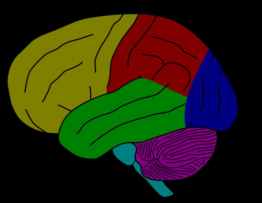 Großhirnrinde (Cortex) mit seinen Hirnlappen Kopf