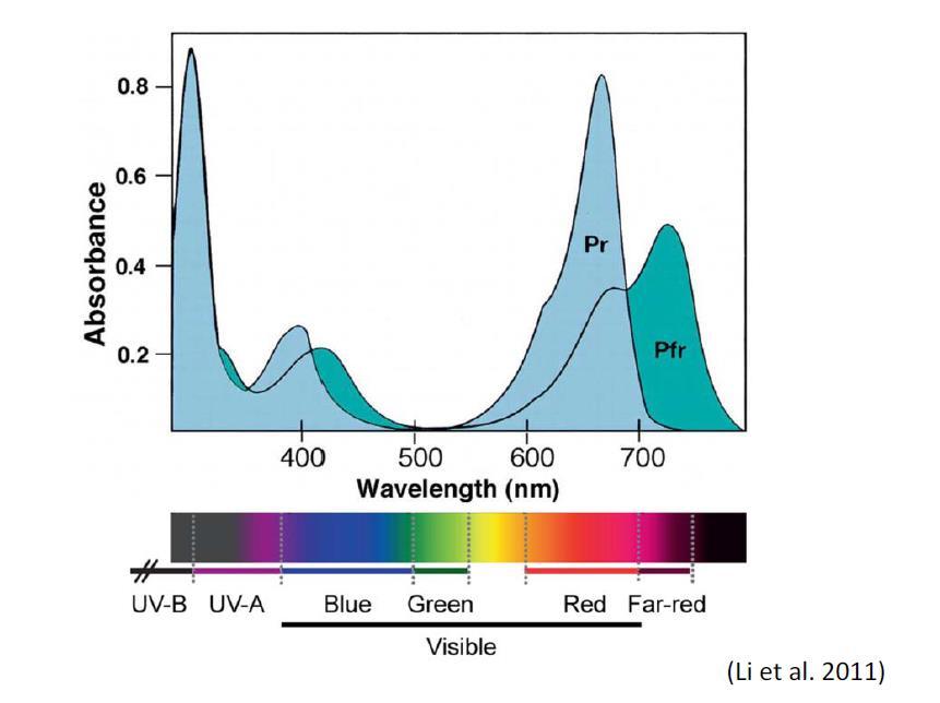 Absorptionsspektrum von Phytochrom Absorptionspektren von Pr und Pfr überlappen the Pr