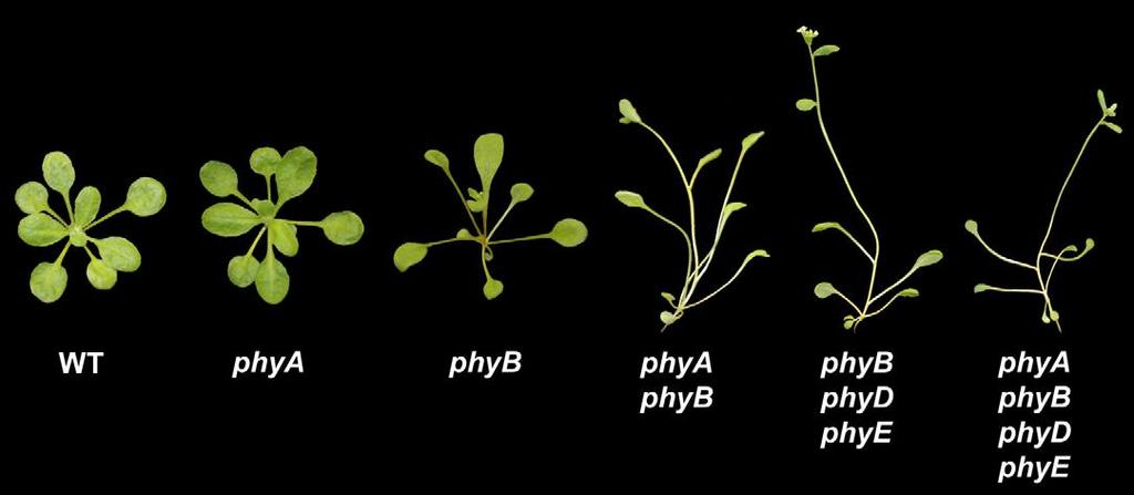 Photorezeptor-Mutanten von Arabidopsis Phenotype