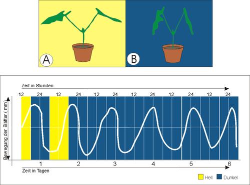 Tagesperiodische Blattbewegungen von Phaseolus-Pflanzen A und B: Nacht- und Tagstellung der Blätter C: Tagesperiodische