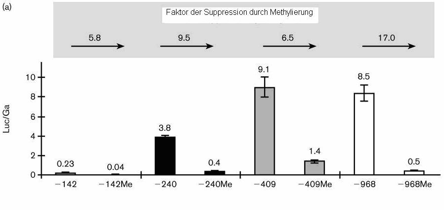 Konstrukt 409 6,5-fach unterdrückt, das Promotorkonstrukt 968 hingegen, das die CG- Wiederholung enthält, zeigte eine stärkere Unterdrückung durch Methylierung (17-fach) (Abb. 10).
