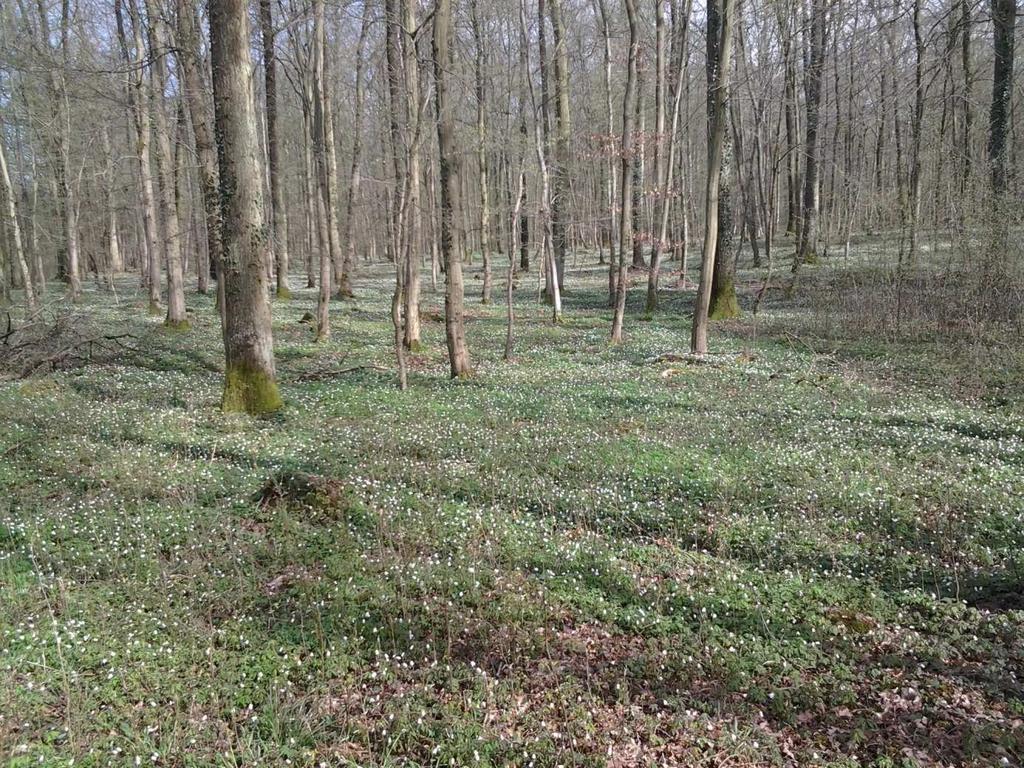 Die Stiel- und Traubeneichen Stiel- und Traubeneichen sind im Weingartner Gemeindewald mit 11 Prozent an der Gesamtwaldfläche vertreten.