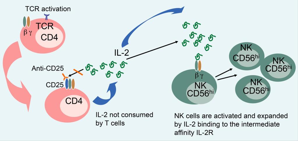 Daclizumab - Wirkmechanismus Daclizumab reduziert die Anzahl aktivierter T-Zellen und fördert die Proliferation der CD56 bright NK Zellen über den intermediate-affinity IL-