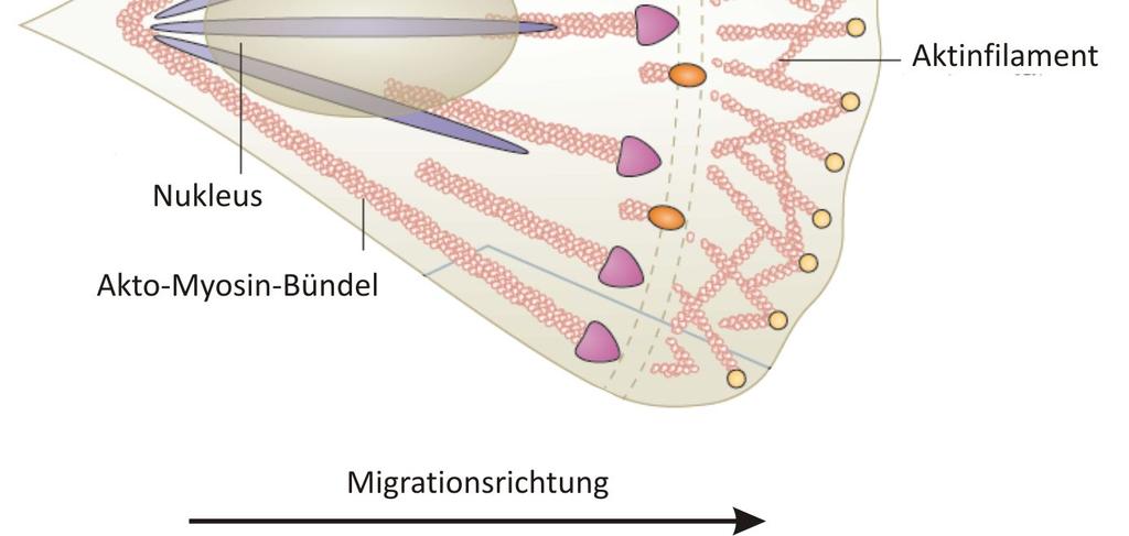 1: Integrin-vermittelte Adhäsionsreifung An der Zellfront einer migrierenden Zelle tragen verzweigte Aktinfilamente zur Entstehung eines Lamellipodiums bei.