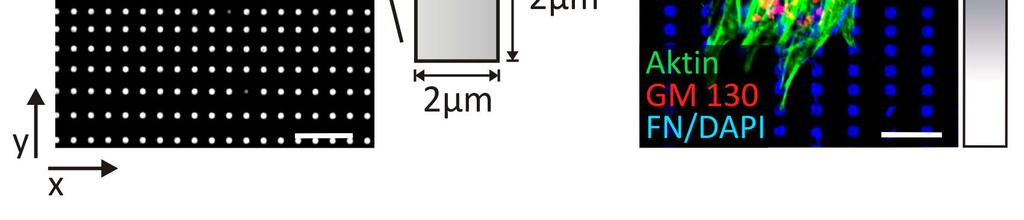 Die Skizze veranschaulicht die Maße der einzelnen Dots von 2x2 µm. Axio Imager.Z1 63x, Maßstab 20 µm. [B] Fluoreszenzaufnahme einer haptotaktisch migrierenden Zelle (CEF) auf einem FN-Dotgradienten.