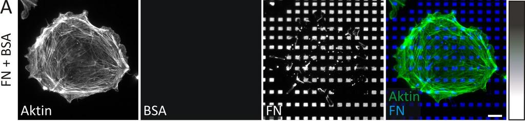 ERGEBNISSE 3.3.7 Differenzielle FN/VN-Substrate ermöglichen eine selektive Proteinwahrnehmung Wie bereits in Kapitel 1.
