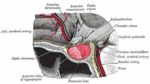 -- 9 -- Abb. 3: Anatomie der Sella turcica und umgebender Strukturen aus Henry Gray, (1918) Anatomy of the Human Body. (http://www.bartleby.com/107/275.