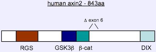 -- 54 -- auf 62%. Am N-Terminus von Conductin und Axin befindet sich eine RGS- Domäne (Regulator of G-Protein Signalling), an die das APC-Protein bindet (Behrens et al., 1998; Hart et al.