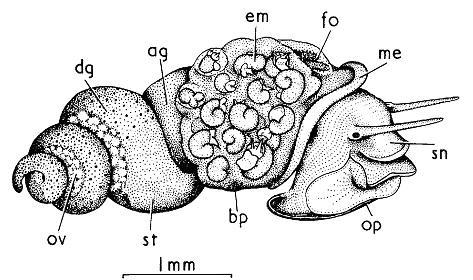 2.3 Versuchsorganismen: Bezug und Haltung c) Potamopyrgus antipodarum Potamopyrgus antipodarum wurde ebenfalls im Labor in Dauerkultur gehalten.