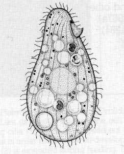 Die Art Tetrahymena thermophila wurde erst 1976 endgültig beschrieben, vorher galt sie als Zwillingsart der bekanntesten Art der Gattung, Tetrahymena pyriformis.