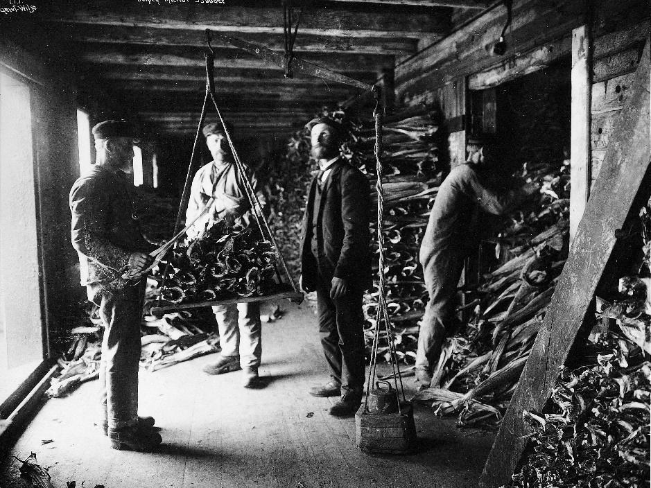 Wiederholte Spiele: Der Hanse Kontor in Bergen Kaufleute der Hanse tauschten Getreide und Bier gegen Stockfisch