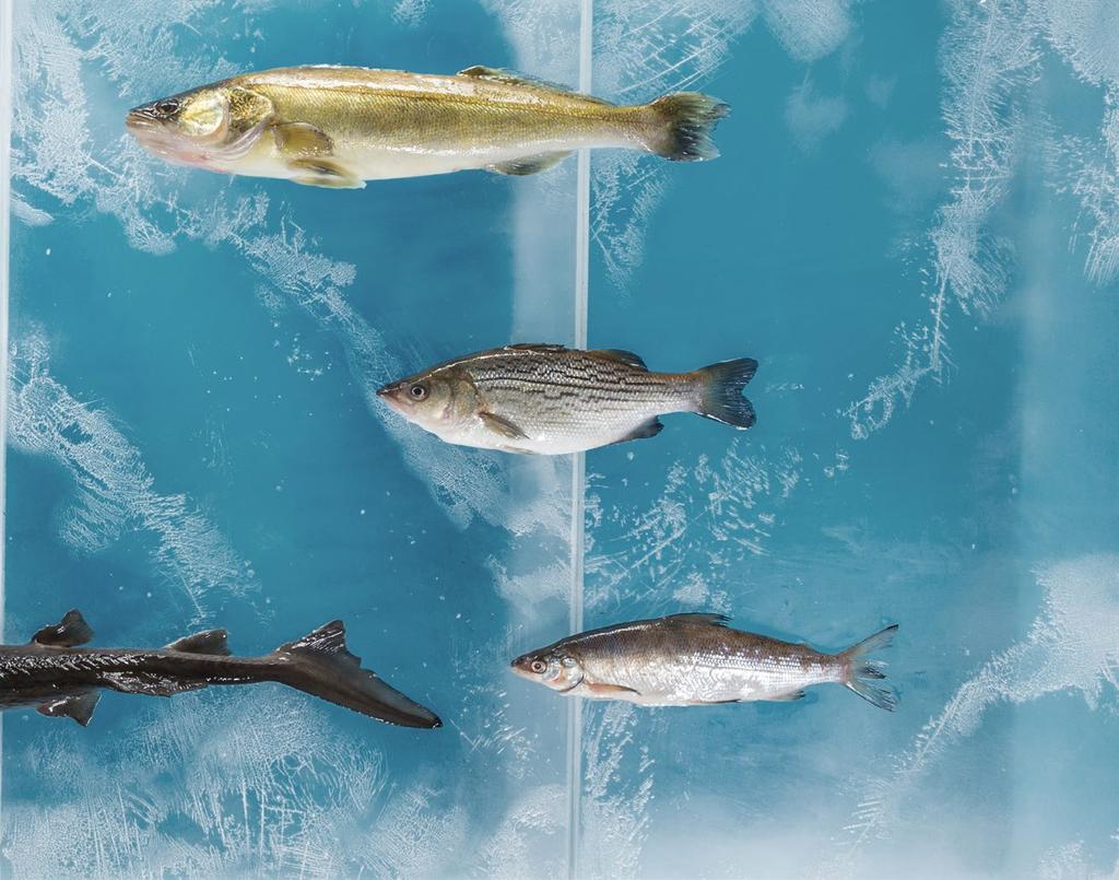 Zander 2-3 kg, Binnenfischerei Zander bevorzugen vor allem tiefere Stellen von Seen und Flüssen.