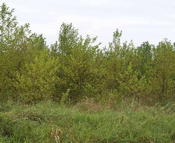 Mit Paludikultur kann Biomasse produziert werden: Die häufigsten nutzbaren Pflanzenarten für wiedervernässte Niedermoore sind Gemeines