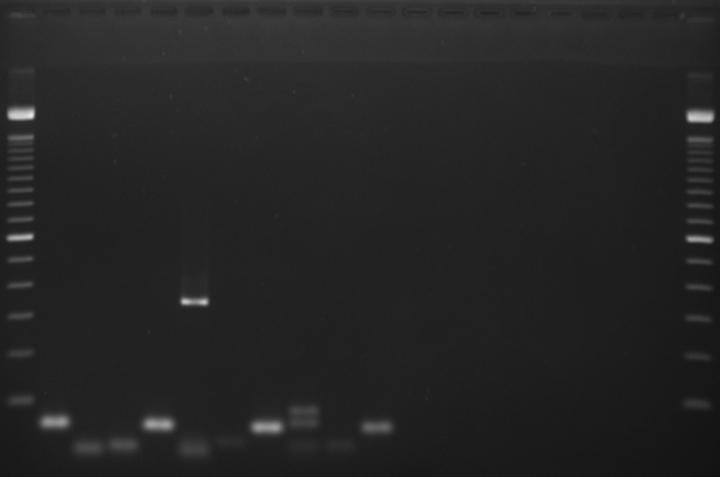 4. 16. Sesam-spezifische PCR mit Primer SesF/SesR (65 C) Abb. 4. 15.