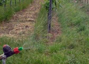 Kirschessigfliegenbekämpfung Weinbau 2014 Ziel Köderverfahren: 20 30 Liter Spritzbrühe je Hektar gleichmäßig und mitteltropfig verteilen Eine Düse je Seite Nur jede zweite bis vierte Gasse befahren