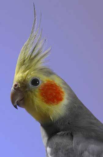 Schnabel: Nymphensittiche besitzen einen für Papageienartige typischen Krummschnabel.