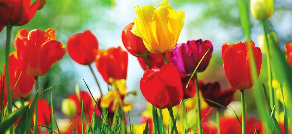 The Tulip Festival is an annual event at Tulip Acres. This year the festival runs from 9-4pm April 15, located at 26600 Fenway Fields.