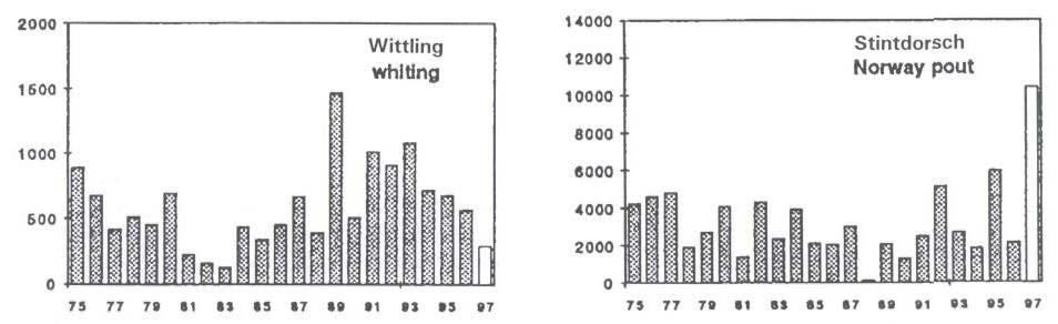 5: Indexwerte (Anzahl/Stunde) für Wittling < 20 cm für die Jungfischreisen seit 1975 in der Nordsee Index values (No.