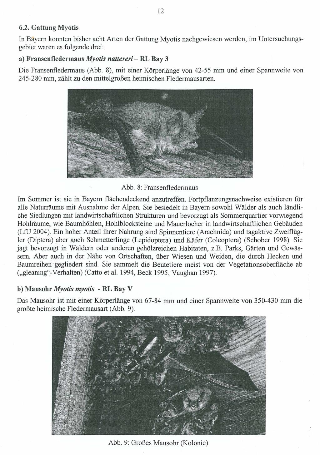 12 6.2. Gattung Myotis In Bayern konnten bisher acht Arten der Gattung Myotis nachgewiesen werden, im Untersuchungs gebiet waren es folgende drei: a) Fransenfledermaus Myotis nattereri - RL Bay 3 Die
