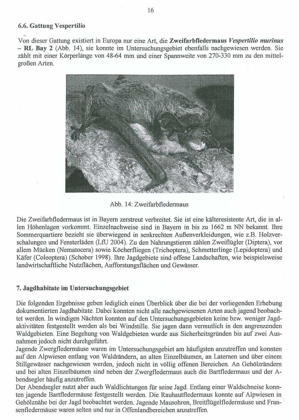 16 6.6. Gattung Vespertilio <9 Von dieser Gattung existiert in Europa nur eine Art, die Zweifarbfledermaus Vespertilio murinus - RL Bay 2 (Abb.