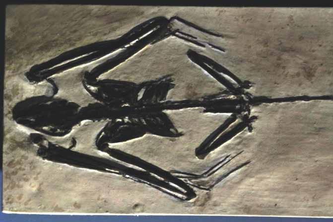2. Alter der Fledermäuse Vorzeigen des Bildes mit der versteinerten Fledermaus Fossile Funde belegen, dass es bereits vor 60 Millionen Jahren Fledermäuse gegeben hat, die sich bereits mittels