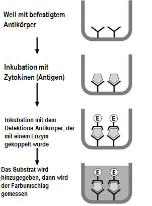 Abbildung 6: schematische Darstellung des ELISA Prinzips nach [122] 3.