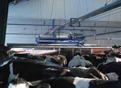 Die Kühe werden behutsam aus dem Liegeboxenbereich direkt zum Melkstand getrieben.