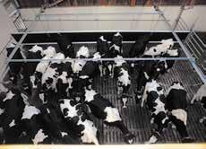 bewegt das Gatter schubweise um jeweils 15 cm nach vorne. Dadurch können die Kühe nachrücken, ohne gedrängt zu werden.