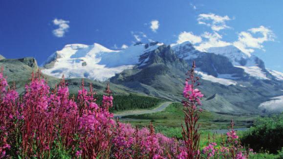 14 Denali National Park - Wilde Tiere, wilde Natur Hier im Denali Nationalpark liegt majestätisch Mt. McKinley mit über 6.000 Metern der höchste Berg Nordamerikas.