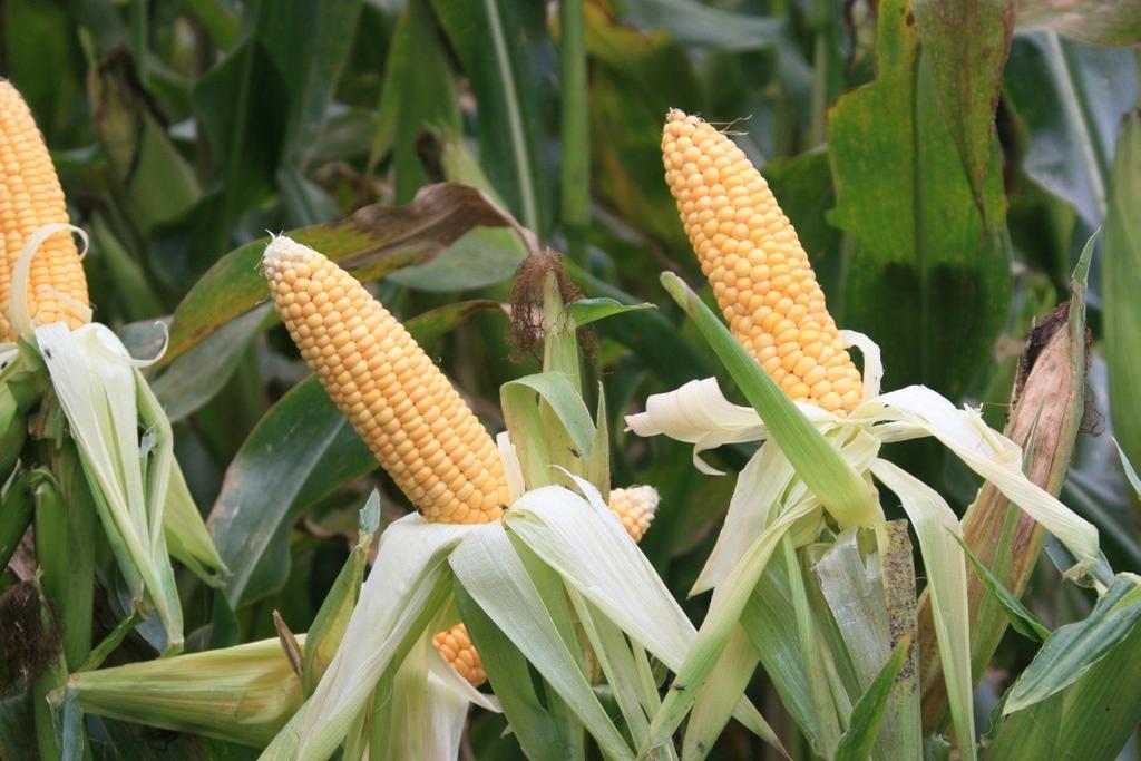 Rohproteingehalte im Mais als Indikator der