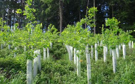 Baumschutzsäule Die Baumschutzsäule WitaPlant bringt Erfolg Durch den Einsatz von Baumschutzsäulen entfallen aufwändige Pflegearbeiten wie Begleitwuchsregulierung, chemischer Verbissund Fegeschutz.