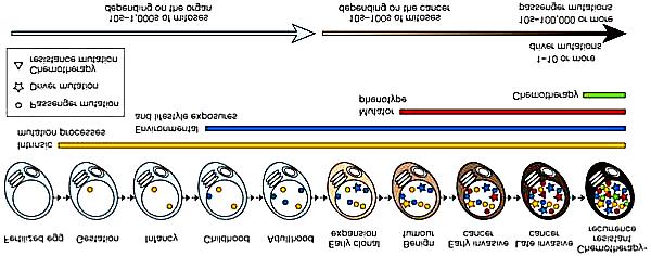 Schematisierter Entwicklungsgang eines Tumors Die Zellen sammeln kontinuierlich Mutationen an, die intrinsischen Ungenauigkeiten der Replikation und auch äußeren Einflüssen entstammen.