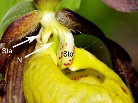 Blütenaufbau Sta = Staubblatt (Stamina) N = Narbe (Stigma) Sto = Staminodium (das durch Reduktion