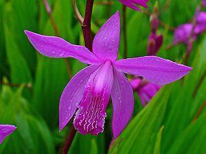 Gattung Bletilla Die Arten der Gattung Bletilla (Japanorchidee) wachsen terrestrisch.