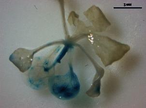 A Histochemische Färbung von Pflanzen mit X-GlcA (Größenmaßstab: 2 mm).