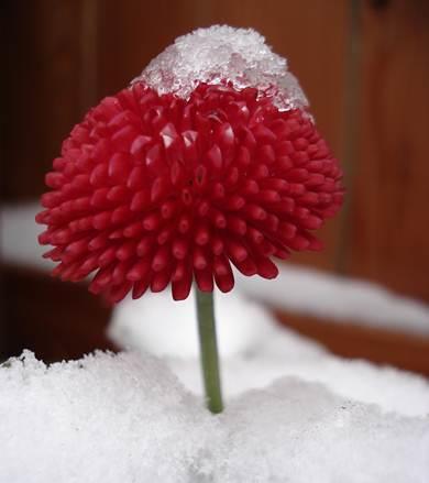 Naturkunst im Winter ( Schneekunst, Lichterglanz, Stille, Eiskristalle ) Treffpunkt: Eingang Atelier Seelen-Balsam Datum: