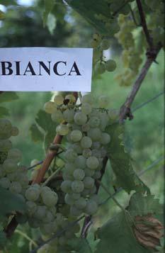 Bianca Bronner Bronner Diese Rebsorte wurde im staatlichen Weinbauinstitut Freiburg (D) gezüchtet.