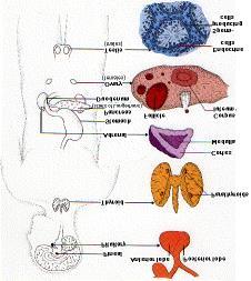 System Immunsystem