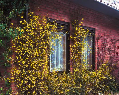 Extra Garten Die leuchtend gelben Blüten des Winterjasmins erinnern ein wenig an Forsythien.