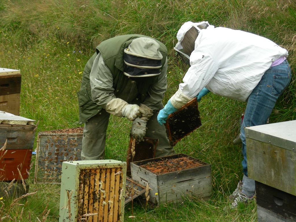 Witterungsverhältnisse und der geographischen Lage eine große Herausforderung an die Bienenvölker auf der einen Seite und den betreuenden Imker auf der anderen dar.
