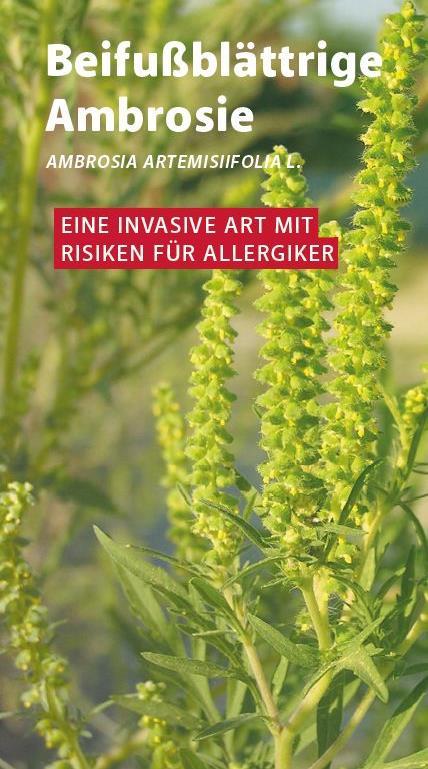 ÖFFENTLICHKEITSARBEIT: FALTBLATT Im Herbst 2016 veröffentlichte die Umweltabteilung des Luxemburger Ministeriums für nachhaltige Entwicklung und Infrastrukturen eine Broschüre über Ambrosia